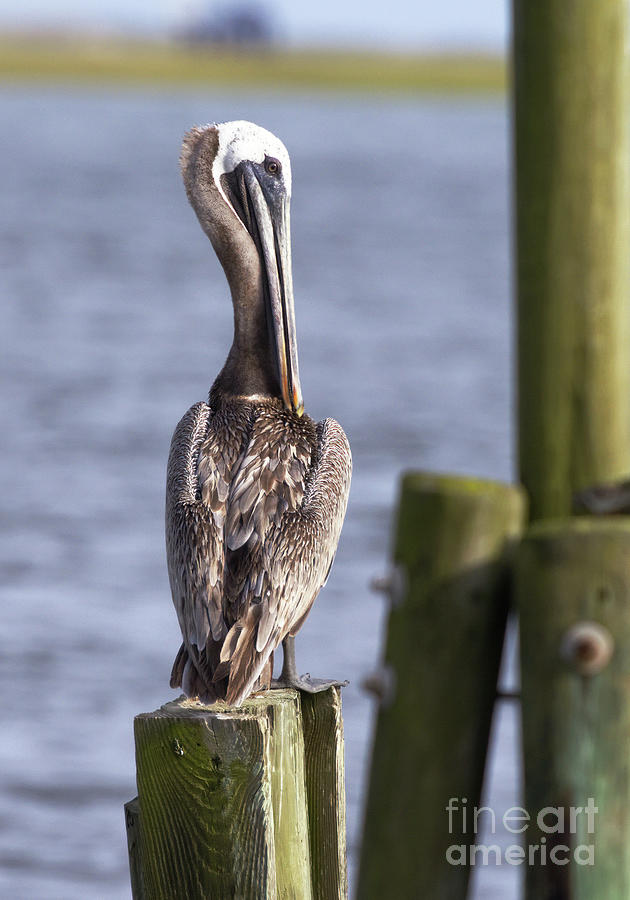Brown Pelican Photograph by Douglas Stucky