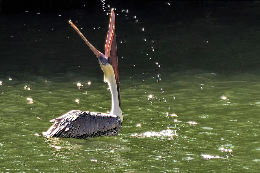Brown Pelican Draining the Water Photograph by Lyuba Filatova