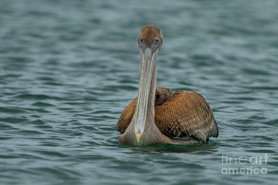 Brown Pelican Fishing Offshore Photograph by Nancy Gleason