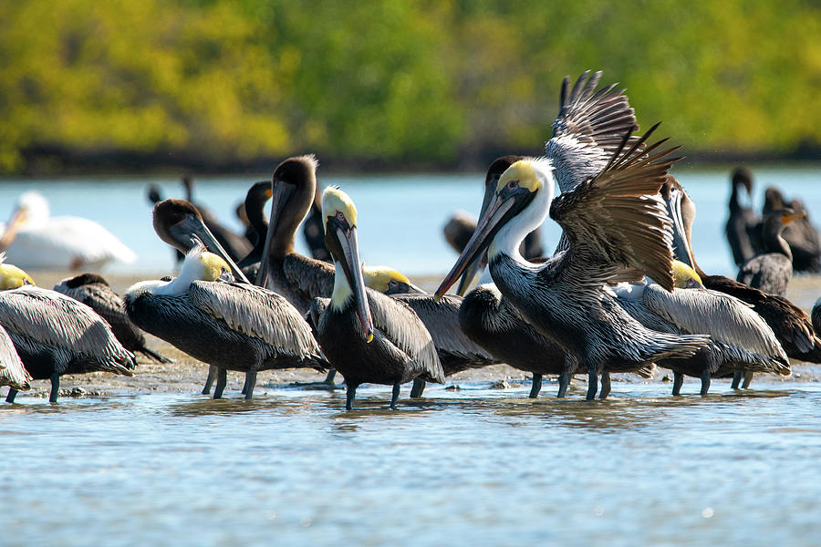 Brown pelican flapping his wings Photograph by Dan Friend
