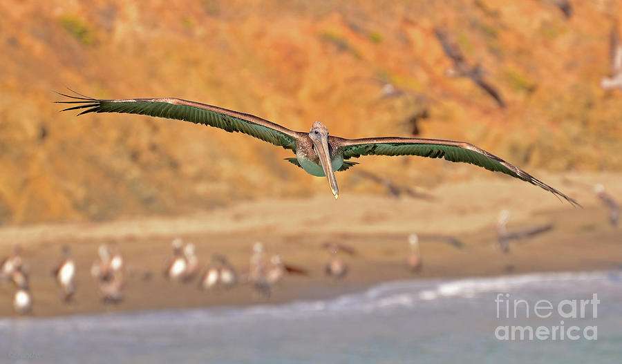Brown Pelican Flight Photograph