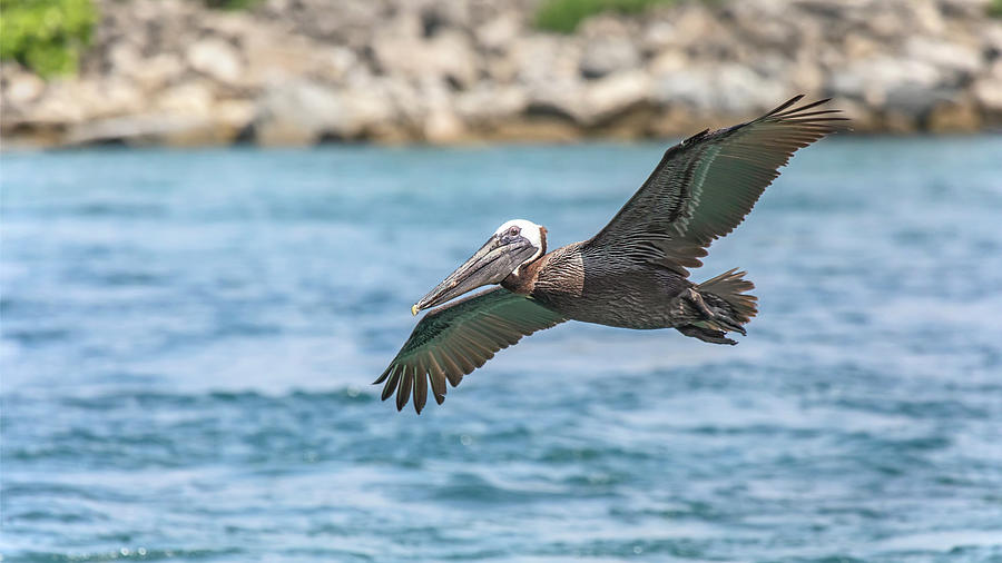 Brown Pelican Flyby Photograph by Christina Carlson