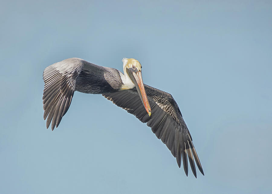 Brown Pelican Flyby Photograph by CR Courson