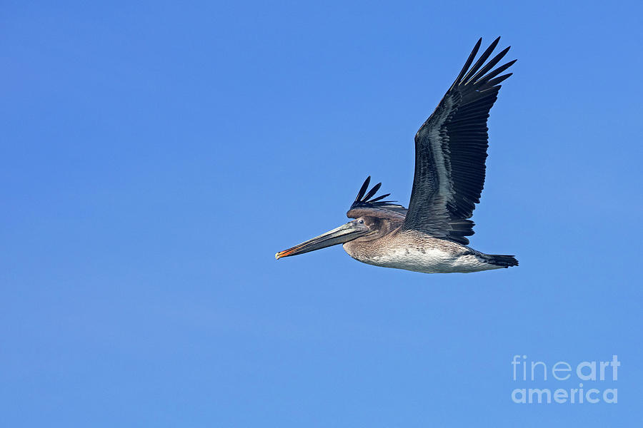 Brown Pelican Flying Photograph by Arterra Picture Library