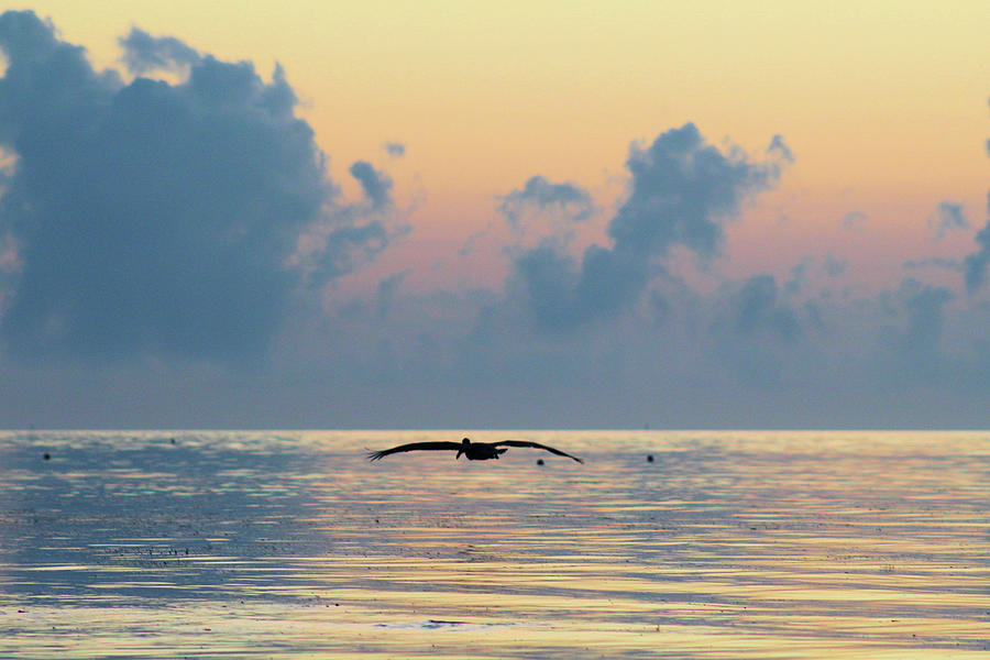 Brown Pelican Flying At Dawn Photograph by Robert Banach