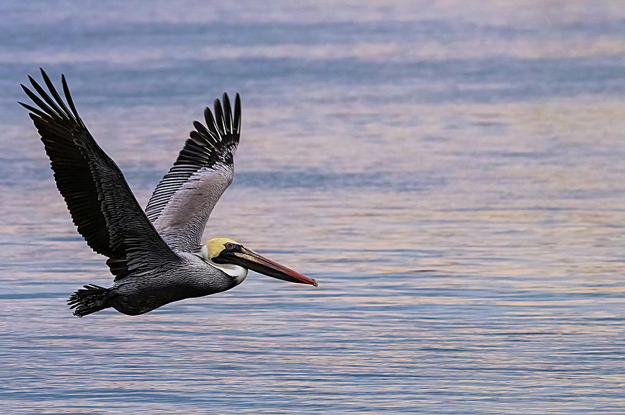 Brown Pelican Flying Over Water At Sunset Photograph