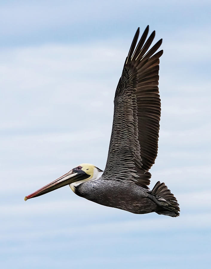 Brown Pelican Flying With Wings Up Photograph
