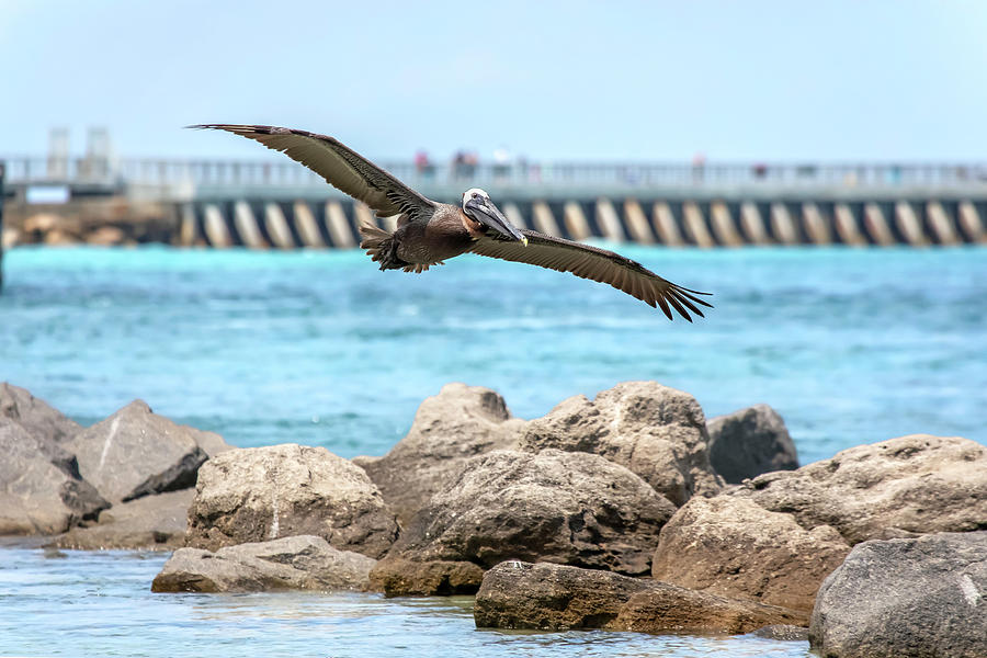 Brown Pelican Flyover Photograph by Christina Carlson