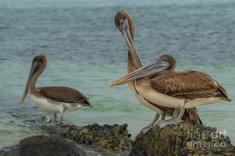 Brown Pelican Friends Photograph by Nancy Gleason