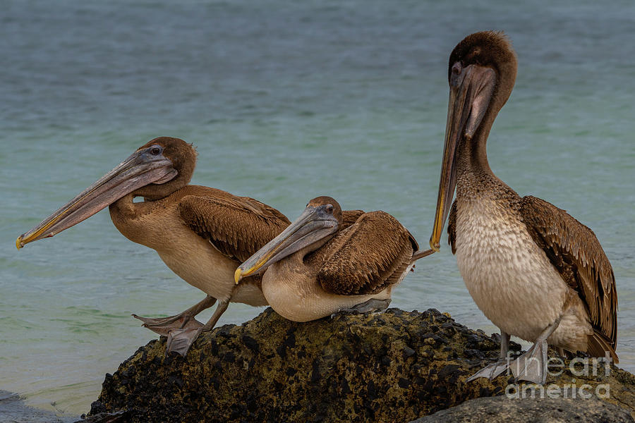 Brown Pelican Friends on  Rock Photograph by Nancy Gleason