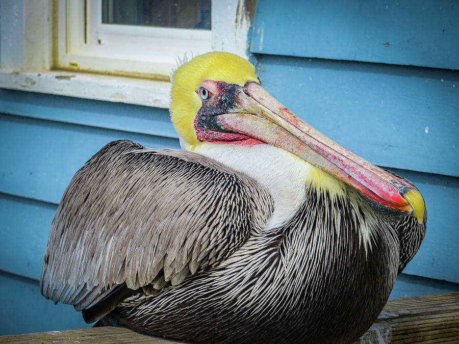Brown Pelican Photograph by Gerri Bigler