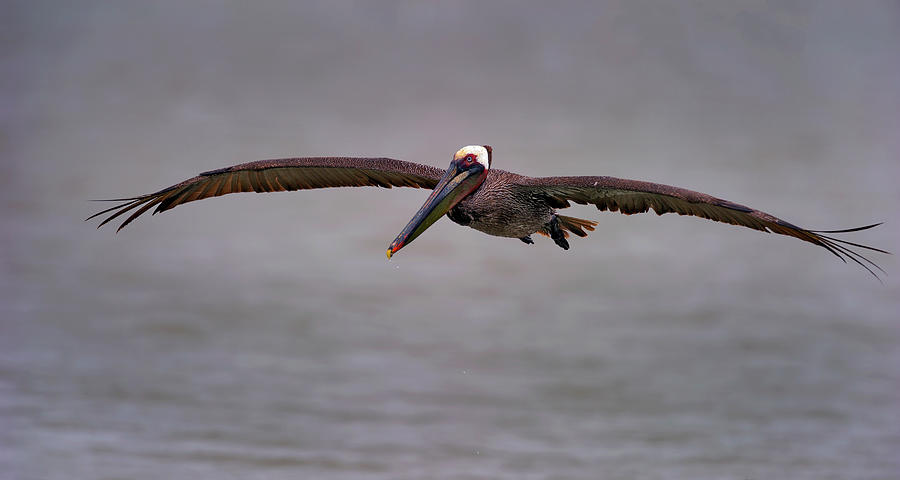 Brown Pelican gliding in Photograph by Gary Langley