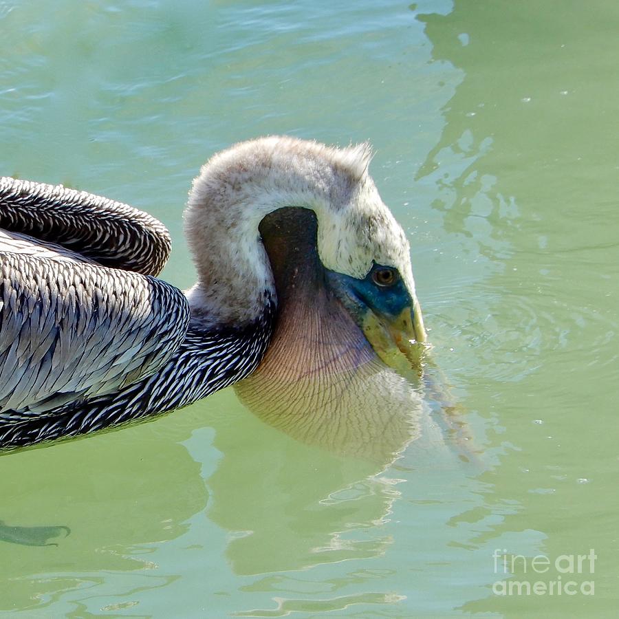 Brown Pelican Gular Pouch Photograph by Carol Groenen