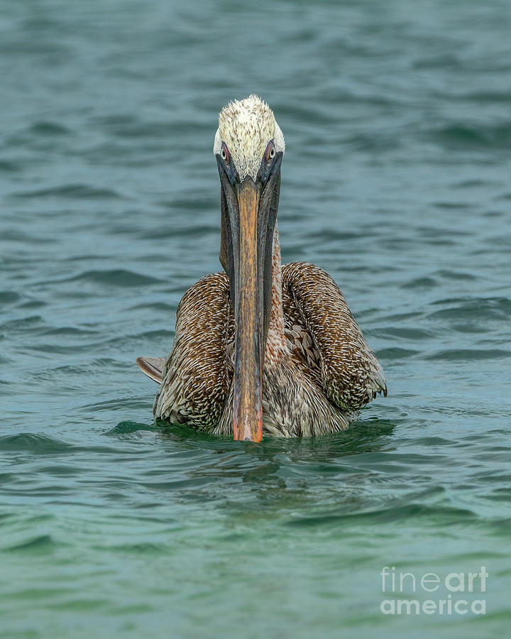 Brown Pelican Head-on Photograph by Nancy Gleason