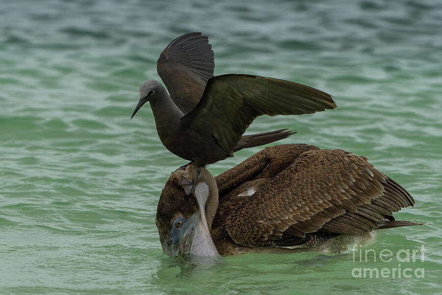 Brown Pelican Hides Catch Photograph by Nancy Gleason