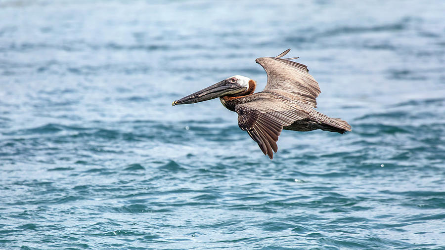 Brown Pelican Hovering Photograph by Christina Carlson