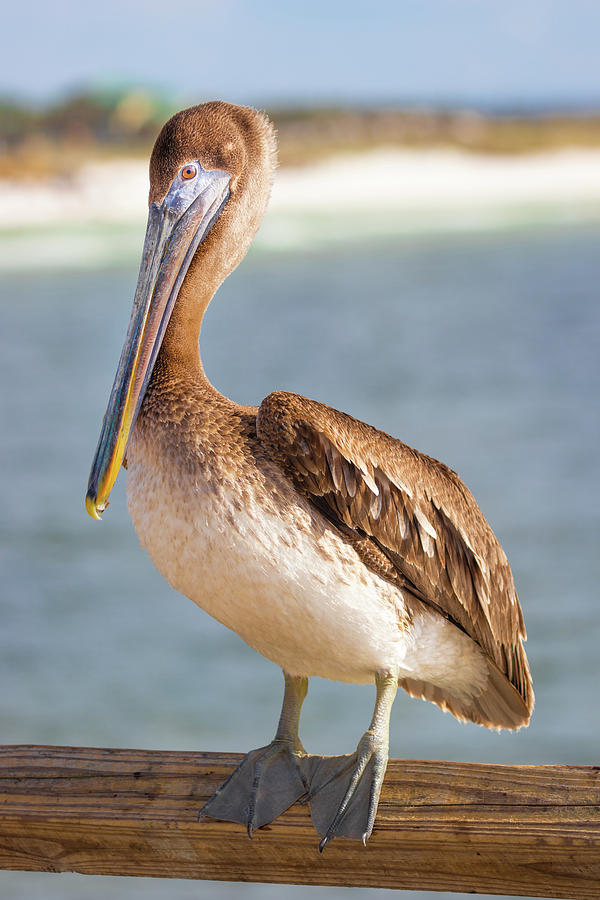 Brown Pelican Hunting On the Pier Photograph by Jordan Hill