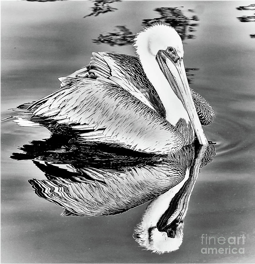 Brown Pelican in B and W Photograph by Joanne Carey