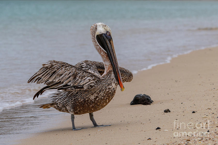 Brown Pelican in Breeding Colors at Isla Baltra Photograph by Nancy Gleason
