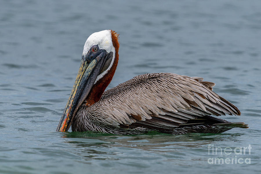 Brown Pelican in Breeding Colors Photograph by Nancy Gleason