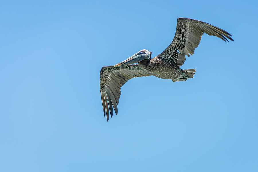 Brown Pelican In Flight at Aruba Photograph by Debra Martz