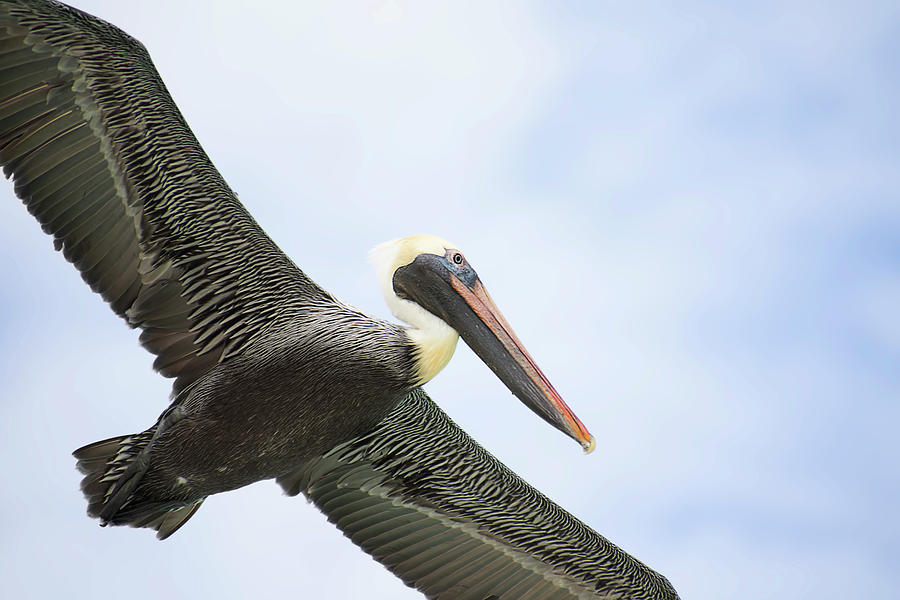 Brown Pelican in Flight - Cuba Photograph by Peggy Collins