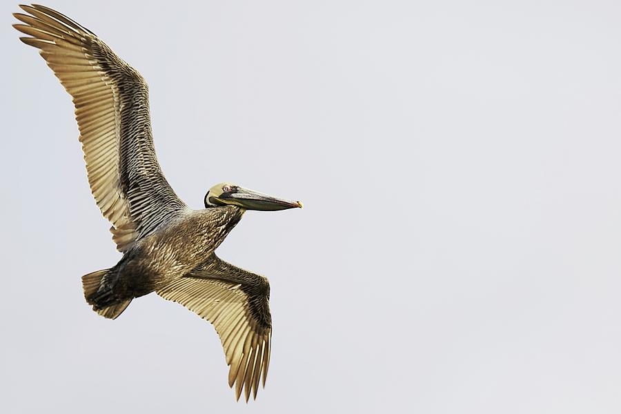 Brown Pelican In Flight Photograph