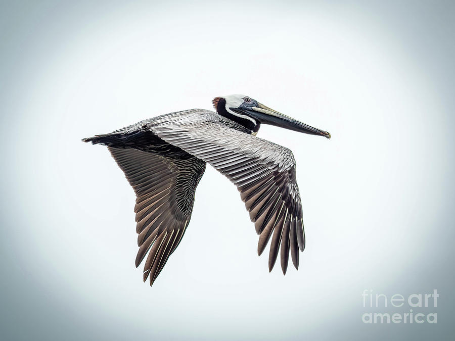Brown Pelican in Flight Photograph by Scott and Dixie Wiley