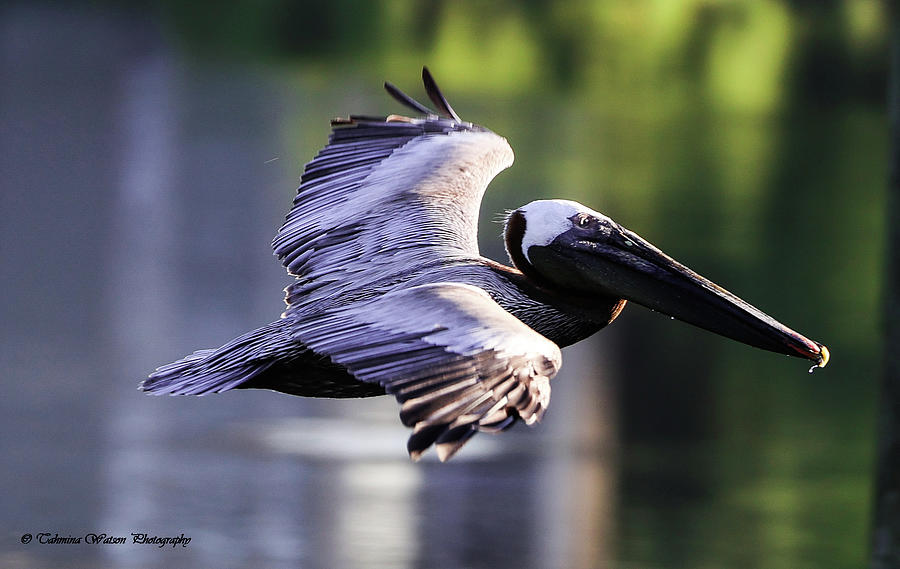 Brown Pelican in Flight Photograph by Tahmina Watson