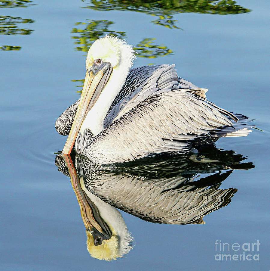 Brown pelican in softness Photograph by Joanne Carey