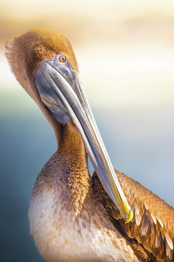 Brown Pelican In The Sun Photograph by Jordan Hill