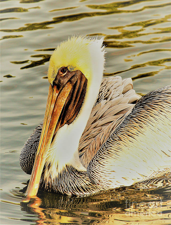 Brown Pelican in Zeke  Photograph by Joanne Carey