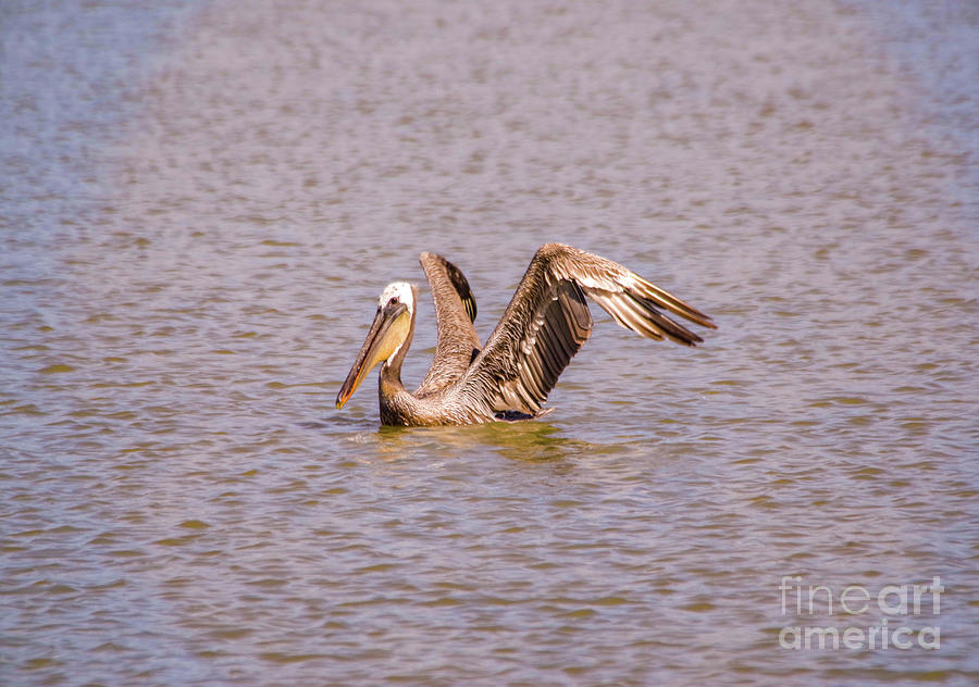 Brown Pelican  Photograph by Jeff Swan