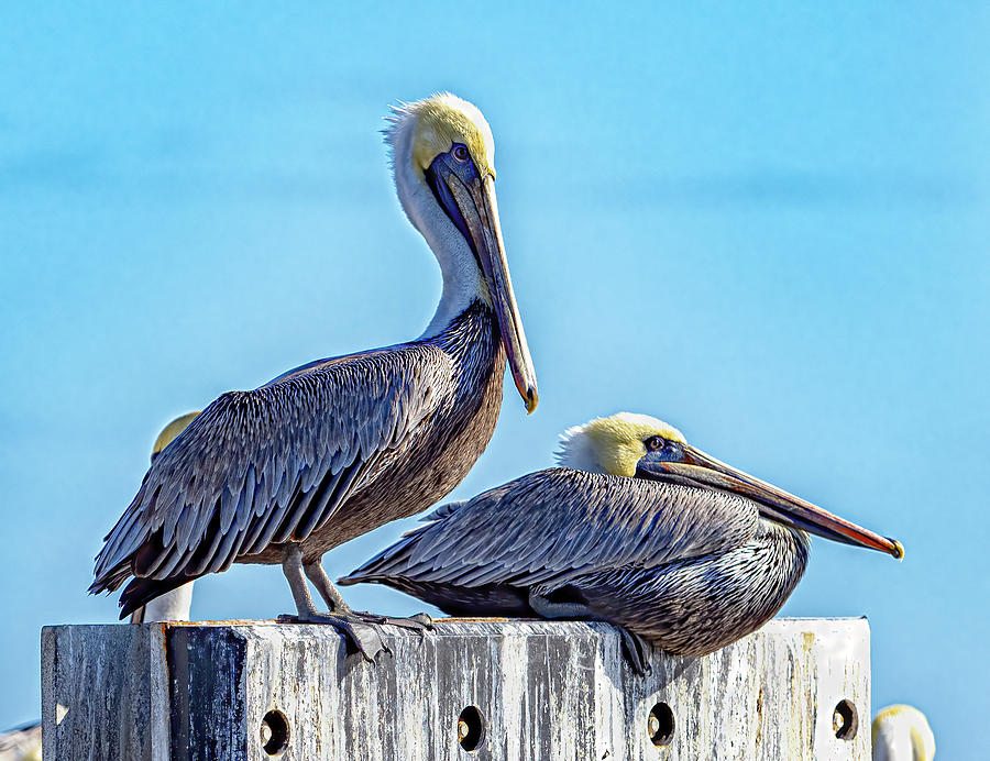 Brown Pelican Photograph by Jerry Connally