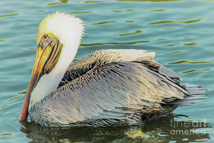 Brown Pelican has Eyes on You Photograph by Joanne Carey