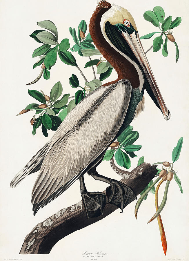 Brown Pelican. John James Audubon Mixed Media by World Art Collective
