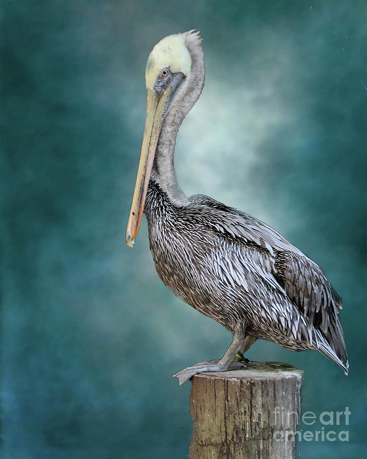 Brown Pelican  Photograph by Ken Frischkorn