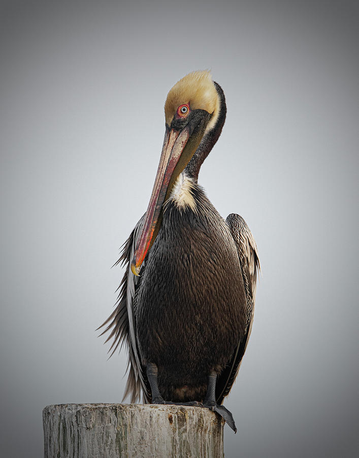 brown pelican by Kenny Nobles brown pelican by Kenny Nobles