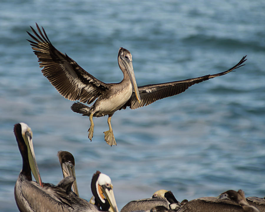 Brown Pelican Landing 4 Photograph by Lee Kirchhevel