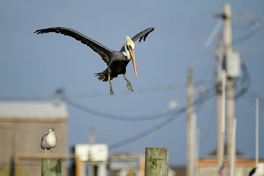 Brown Pelican Landing Photograph by Fon Denton