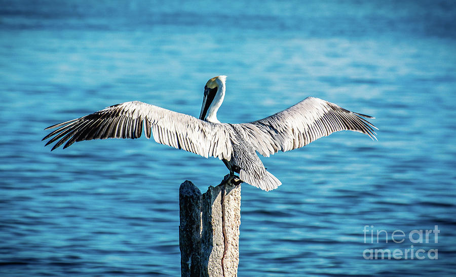 Brown Pelican Landing Photograph by Kevin Fortier