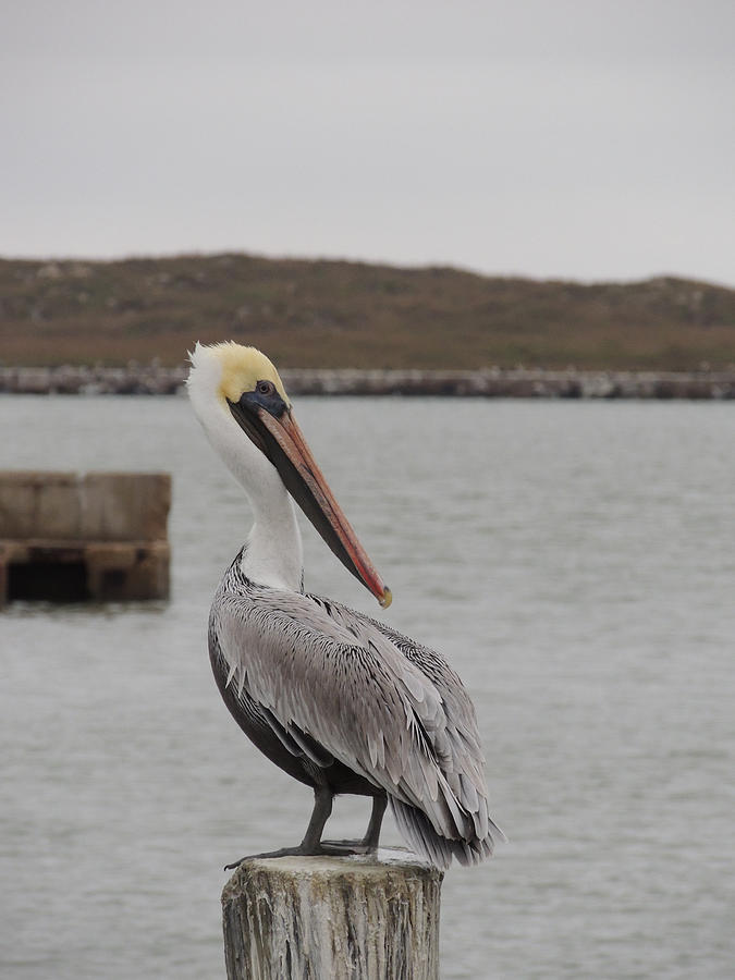 Brown Pelican looking back over its shoulder Photograph by ArtyAlison