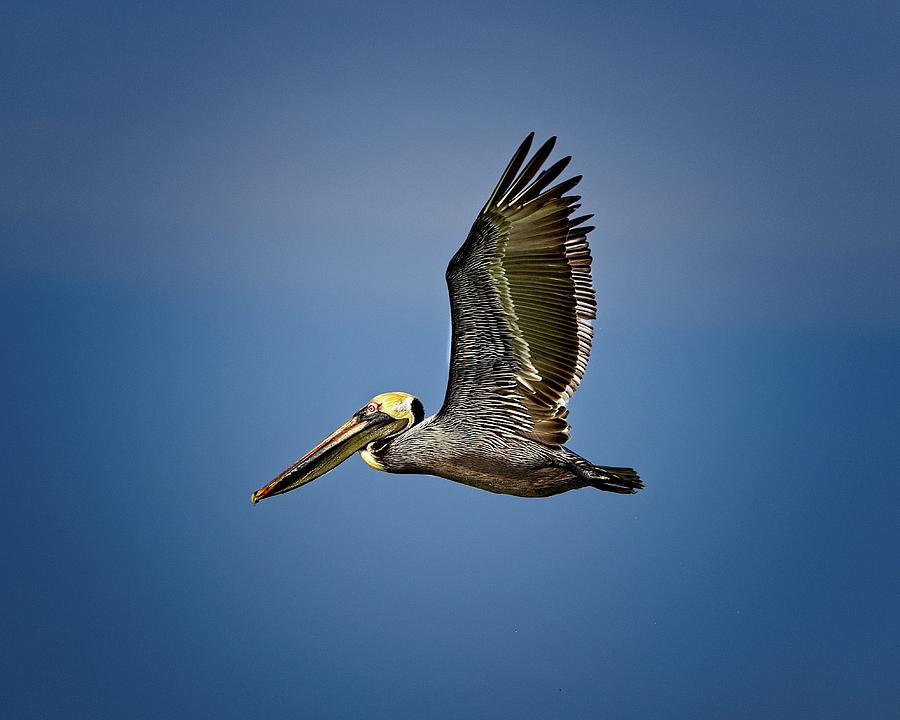 Brown Pelican looking for Fish Photograph by Ronald Lutz