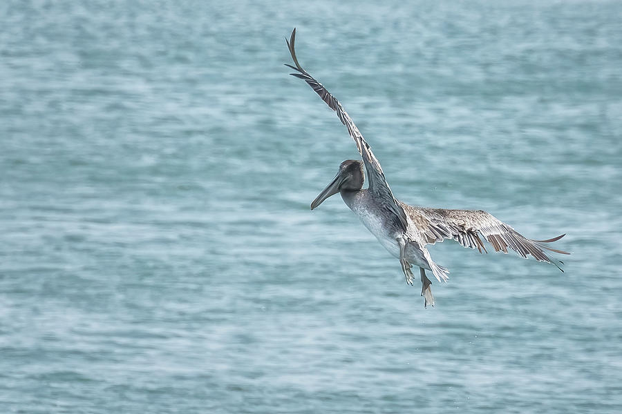 Brown Pelican Looking To Land Photograph by Belinda Greb