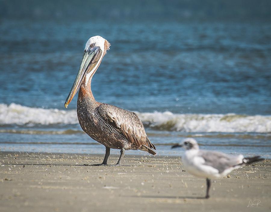 Brown Pelican Photograph by Lori Rowland