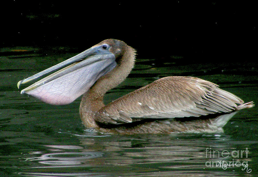 Brown Pelican Photograph by Mariarosa Rockefeller