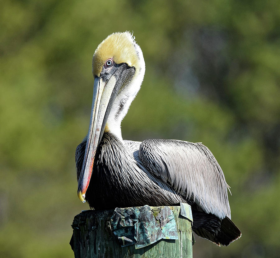 Brown Pelican Photograph by Mary Catherine Miguez