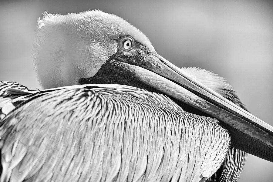 Brown Pelican Monochrome Photograph by Adam Romanowicz