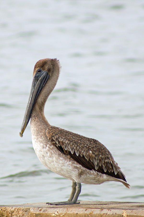 Brown Pelican Photograph by Nautical Chartworks