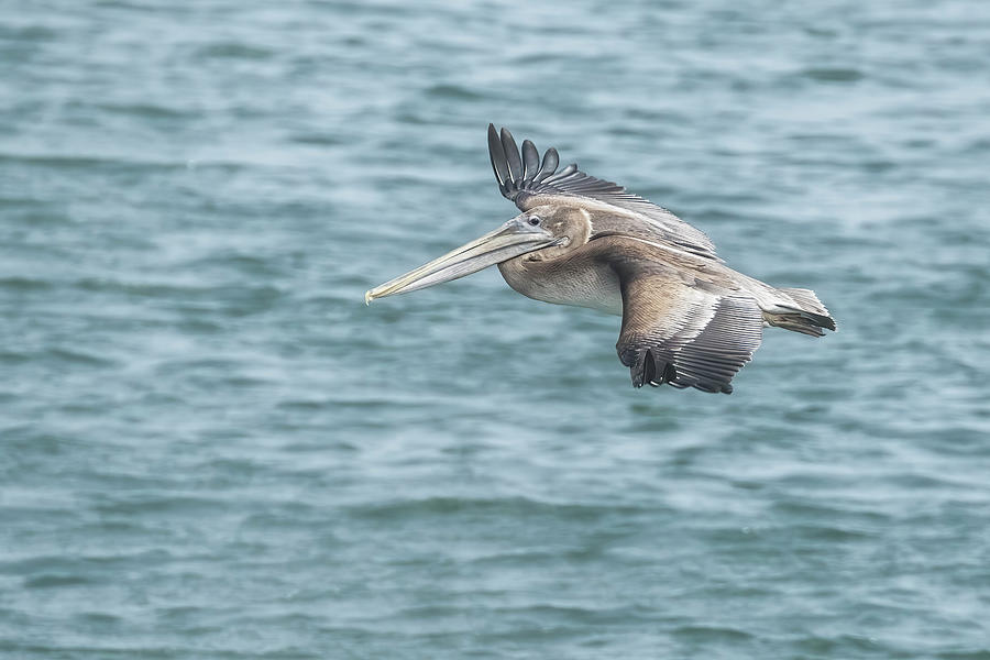 Brown Pelican Near South Jetty Photograph by Belinda Greb